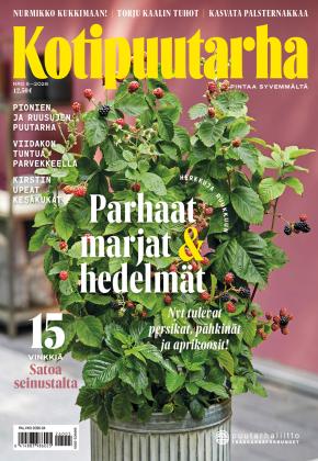 Kotipuutarha