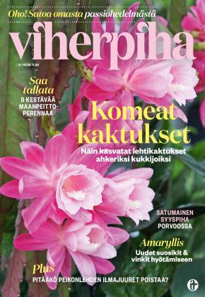 Viherpiha